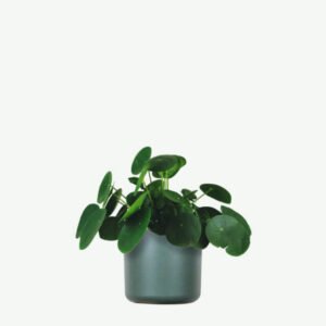 plants ecommerce product featured img 11